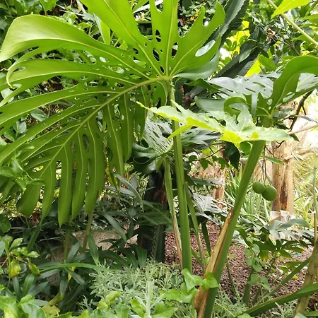 Apartman Welcome Garachico