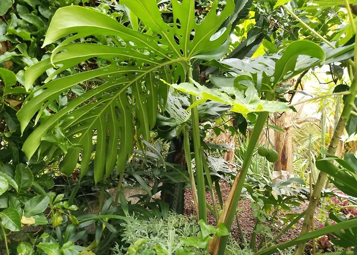 Appartement Welcome Garachico (Tenerife)